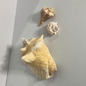 Ocean decor: seashells, set of 3.